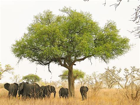 Waza National Park National Parks In Africa