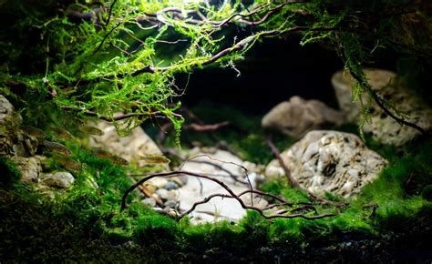 How to Get Rid of Algae in Fish Tank - Fishkeeping World