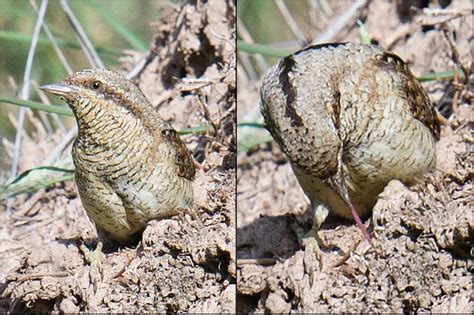 Eurasian Wryneck Photos - Shanghai Birding 上海观鸟