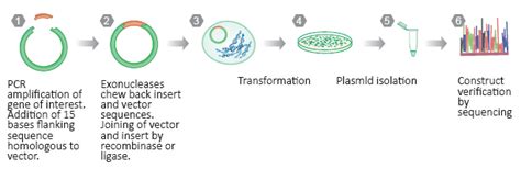 Molecular Cloning Strategies | Traditional Cloning | TA Cloning | GenScript