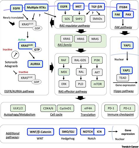 Precision Oncology Provides Opportunities For Targeting Kras Inhibitor Resistance Trends In Cancer