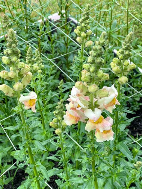 How to Deadhead Snapdragons for More Blooms - growhappierplants.com