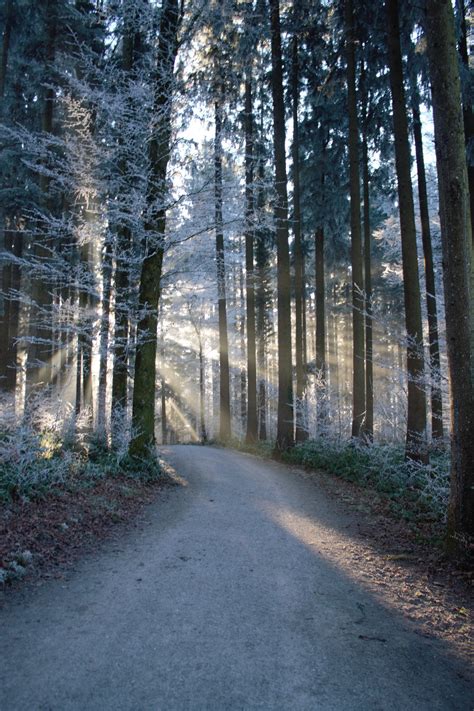 Free Images Tree Nature Forest Pathway Grass Snow Cold Winter