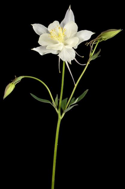 Flor blanca de aquilegia flor de captación closeup aislado sobre fondo