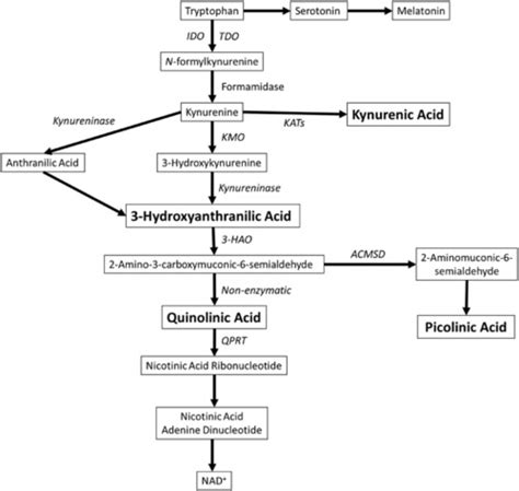 A Diagram Of The Kynurenine Pathway Enzymes Are In Italics And