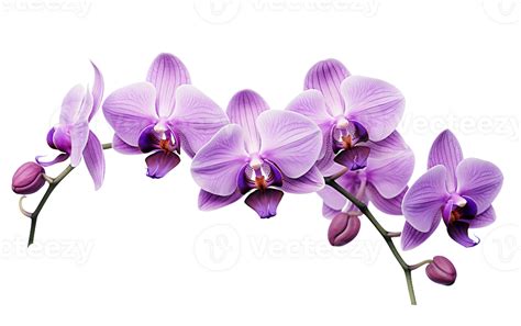 A Purple Orchid Showcase On Transparent Background 43241945 PNG