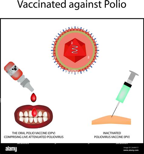 Opv Vaccine Im Genes Vectoriales De Stock Alamy