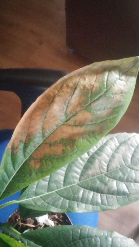 Avocado Brown Spots And Curling Leaves On Avocado