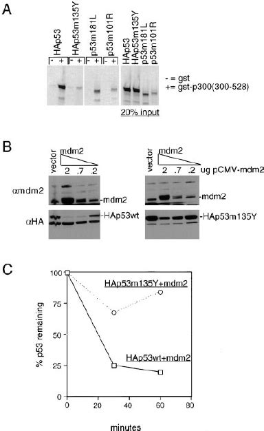 A P Core Domain Mutant Is Defective For P C H Binding And Is