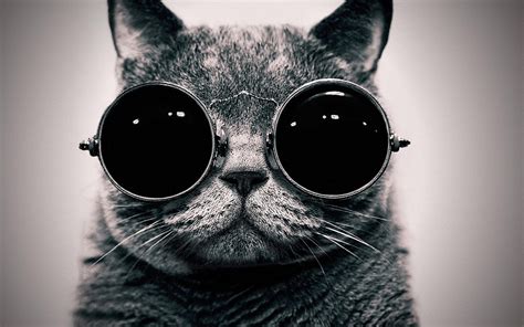 🔥 [50+] Cat With Glasses Wallpapers | WallpaperSafari