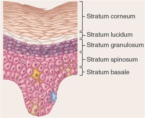 Layers Of The Integument And Subcutaneous Layer Flashcards Quizlet