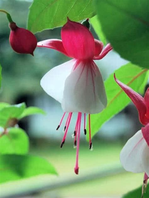 Top 9 Most Beautiful Flowers For Hanging Baskets Ruposhi Bangla