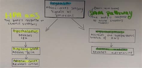 The Fight Or Flight Response Flashcards Quizlet