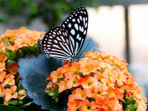 ふれあい昆虫館で放チョウ体験！／虫嫌いでも問題ナシ！優雅に蝶が舞う石川の「映え」スポット まっさの日々旅人な暮らし