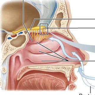 Anatomy Lab Location And Cellular Composition Of Olfactory Epithelium