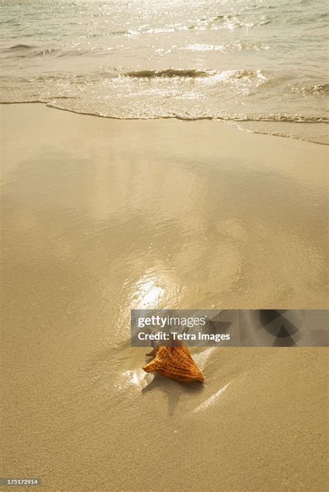 Jamaica Conch Shell On Beach High Res Stock Photo Getty Images