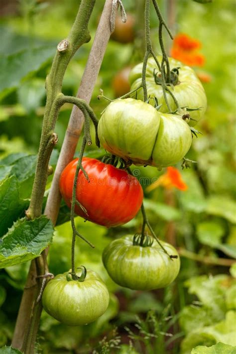 Tomato Gigantomo Hybrid Fruit Plant Growing In Summer Kitchen Garden