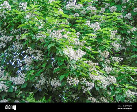 Southern Catalpa Tree In Bloom Summer Natural Stock Photo Alamy