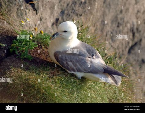 Arctic Fulmar Northern Fulmar Eissturmvogel Fulmar Boréal Fulmarus Glacialis északi
