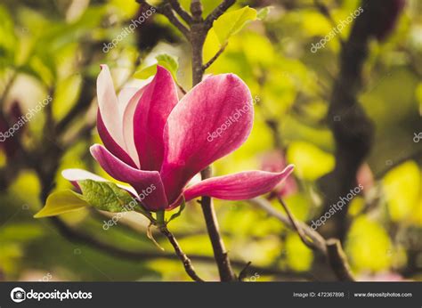 Magnolia spring flowers Stock Photo by ©Roxana 472367898