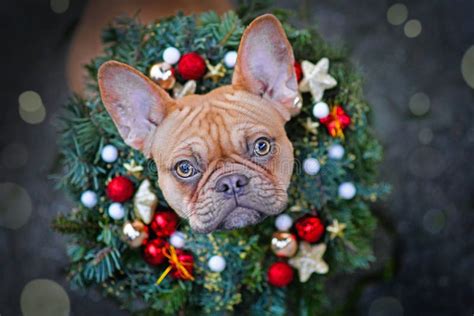 French Bulldog Dog Wearing Festive Christmas Wreath With Star And Ball