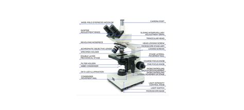 Microscope Diagram Parts Of A Compound Upright Microscope