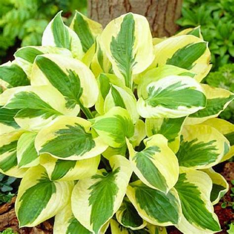 Hosta Brim Cup