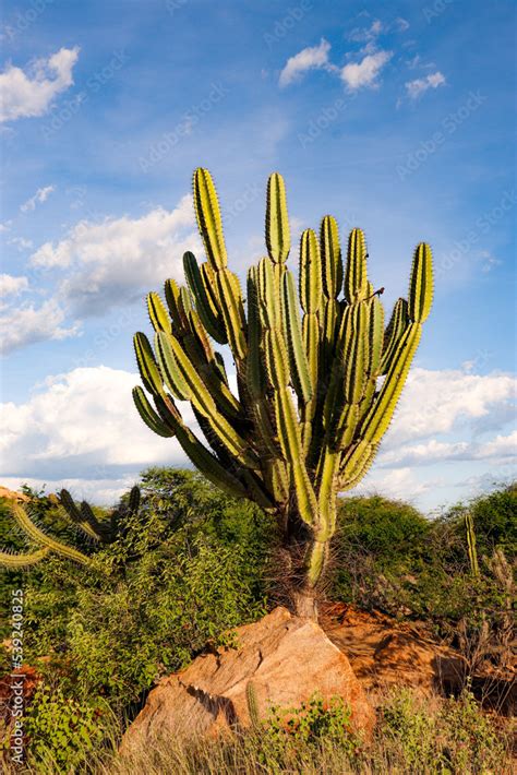 Foto De Mandacaru Da Caatinga No Sert O Pernambucano Do Stock Adobe Stock