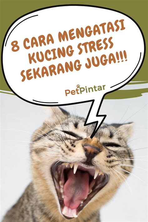 Cara Mengobati Kucing Sakit Perut Mencret