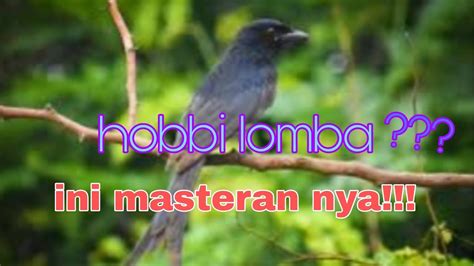 Suara Masteran Srigunting Abu Full Tembakan Ampuh Untuk Materi Lomba