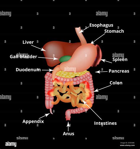 Struttura Anatomica Degli Organi Addominali Milza Fegato Colecisti