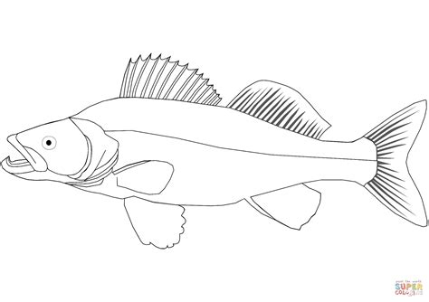 Walleye Drawing at GetDrawings | Free download