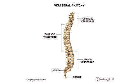 Vertebral Column Anatomy Worksheet