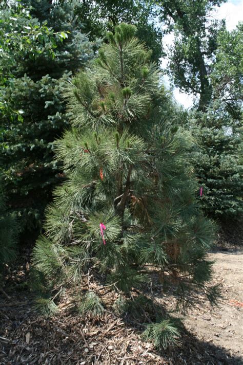 Pine Ponderosa For Sale In Boulder Colorado