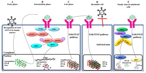 Ijms Free Full Text Type I Interferon Mediated Regulation Of