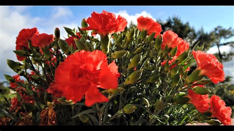 Floraison Au Pays Basque Fleurs Du Monde YouTube