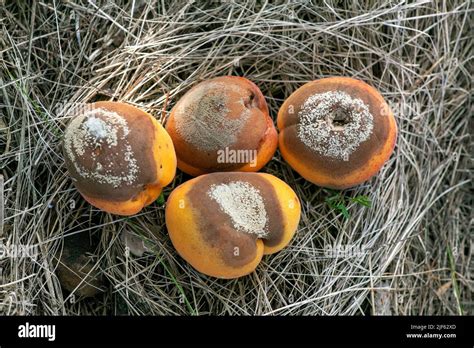 Monilinia Fructigena Apricot Hi Res Stock Photography And Images Alamy