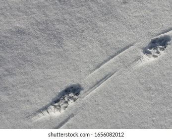 Dog Tracks Snow Stock Photo 1656082012 | Shutterstock