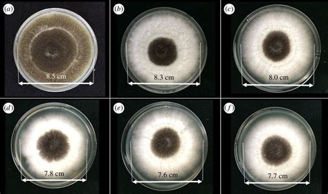 Photographs Showing The Mycelial Growth Of A Niger On Pda Medium