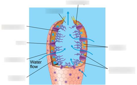 BIO1418 Anatomy Of A Sponge Diagram Quizlet