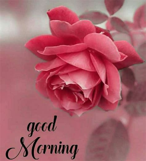 Top 999 Good Morning Rose Images Hd Amazing Collection Good Morning