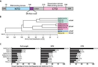 Frontiers A Comparative Analysis Of Coronavirus Nucleocapsid N