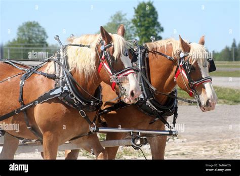 Zwei Pferde Ziehen Schwere Wagen Fotos Und Bildmaterial In Hoher