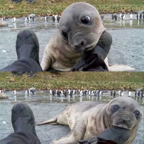 Seal pup rubs its neck on a photographer's boot and then proceeds to ...