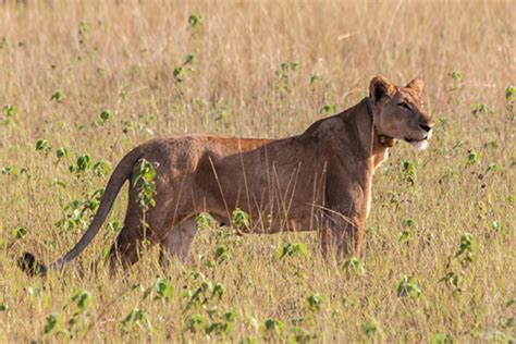 Lion Tracking In Queen Elizabeth National Park Uganda Budget Safaris