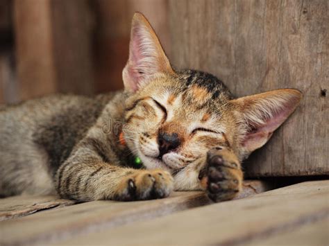 Gato De Gato Atigrado Que Duerme En El Piso Foto De Archivo Imagen De