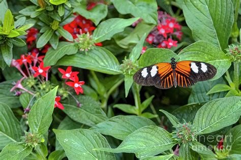 Reiman Gardens Postman Butterfly One Photograph by Bob Phillips - Fine ...