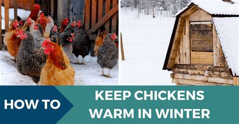 How Cold Is Too Cold For Chickens Eco Peanut Raising Backyard