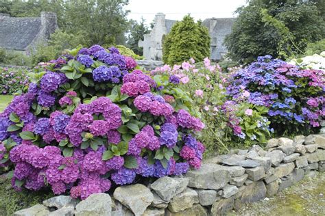 O Planter Un Hortensia Dans Le Jardin