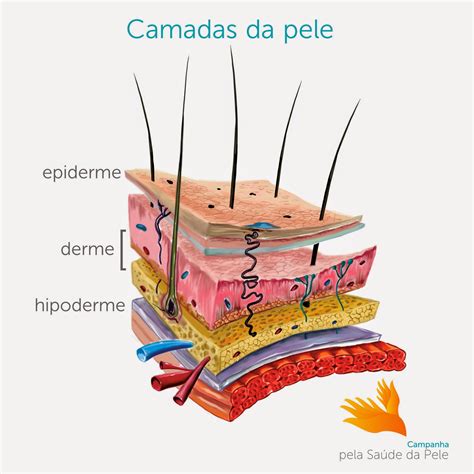 Anatomia Fisiologia Da Pele Braincp